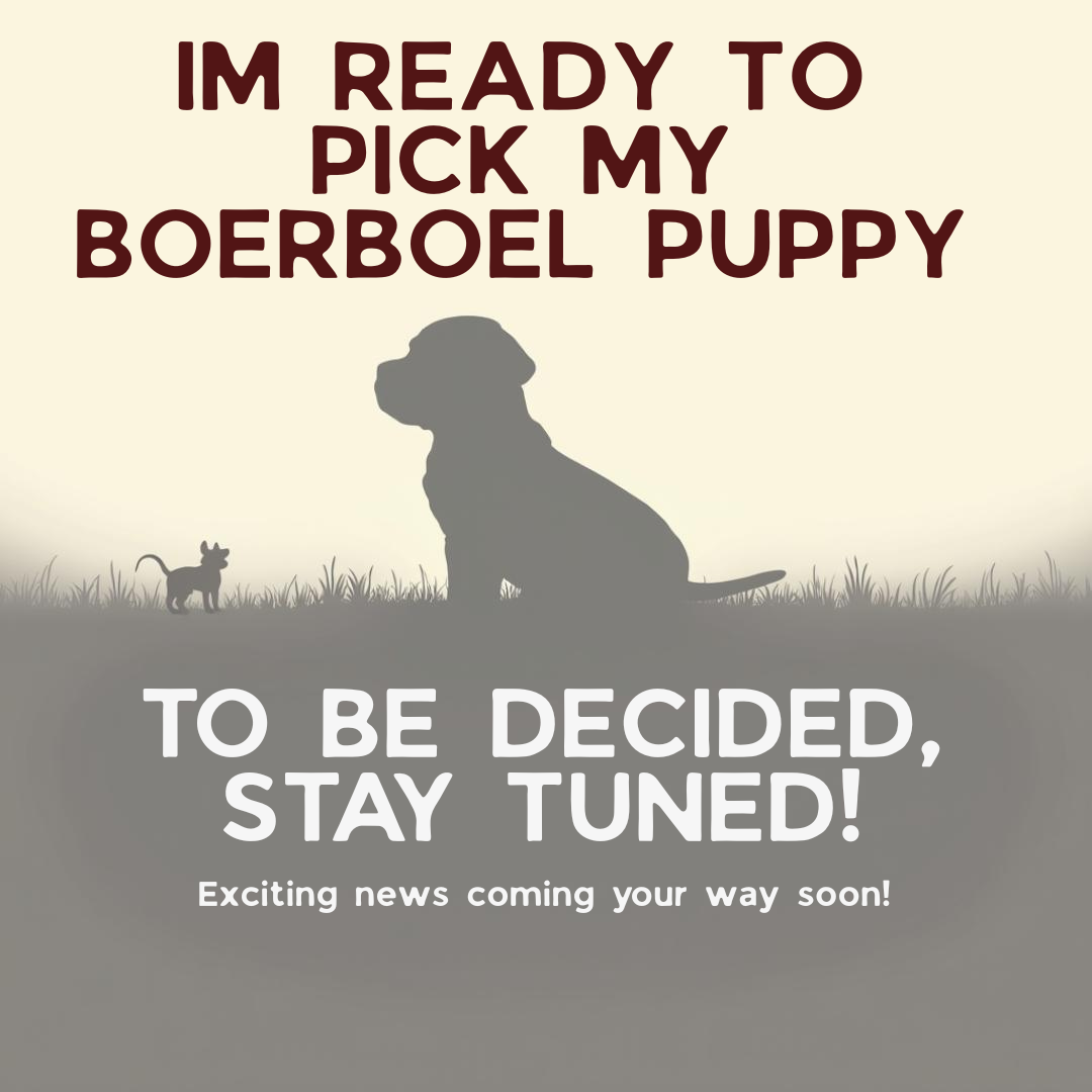 Reserve a Boerboel Puppy