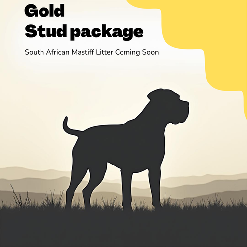 Gold Stud Package