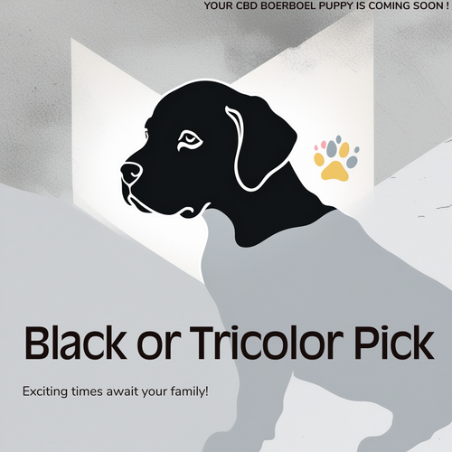 Black and Tri-colored Boerboels
