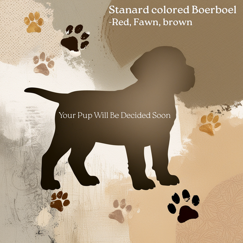 Fully registered Boerboel puppy (typically Fawn, Red , ect.) 